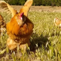 مرغ و خروس زینتی آرامانا نخودی