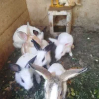 خرگوش|موش و خرگوش|اقبالیه, |دیوار