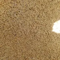 جو ایرانی