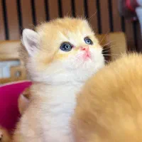 خاص ترین گربه های گلد صورت تدی