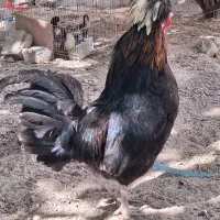 خروس ۱۱ ماهه