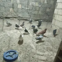۱۵ تا کفتر پرشتی دونه ۲۰۰