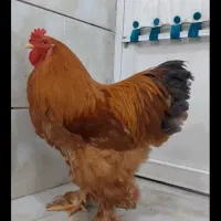 خروس برهما غول اصیل درشت هیکل دار معاوضه با...
