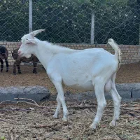 حیوانات مزرعه