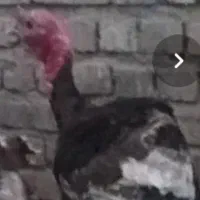 بوقلمون برنز نر بالغ