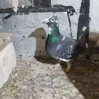 کفتر دورگ پلاکی