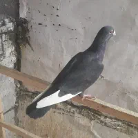 کبوتر