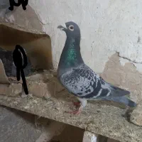کفتر|پرنده|مشهد, شهید معقول|دیوار