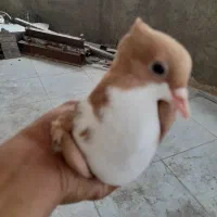 دو عدد ریش سرخ کاکلی