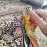 گرینچیک  فوق دستی
