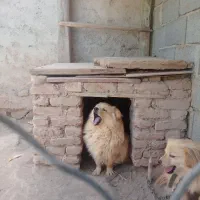 سگ پاکوتاه نروماده