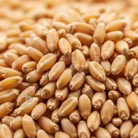 گندم برات بذری بدون بوجاری خیلی تمیز