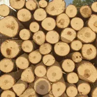 چوب باغی