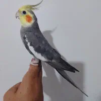 عروس هلندی دست آموز