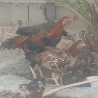 خروس افغان