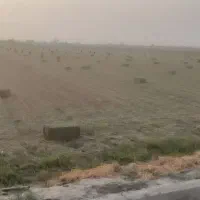 یونجه