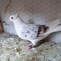 دوکت هفت رنگ نر