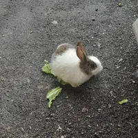 فروش دو عدد خرگوش به قیمت مناسب