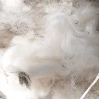 پشم گوسفند