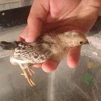 جوجه سبرایت