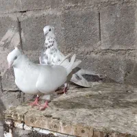کبوتر امیدیه