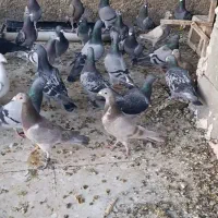 ۴۵ عدد کبوتر پلاکی  مسافتی