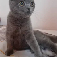 گربه اسکاتیش نر