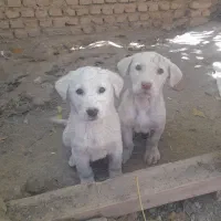 پژدر|سگ|الیگودرز, |دیوار