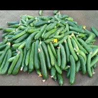 خیار قلمی یه دست نیشابوری