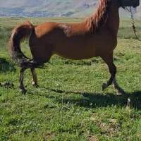 اسب زیبا