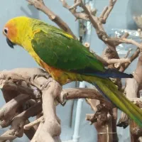 سان کانور یا خورشیدی