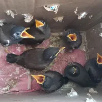 فردش جوجه مینا