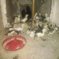 تعداد جوجه گلین ب فروش میرسد