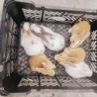 بچه خرگوش