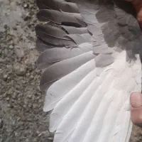 کفتر|پرنده|نرماشیر, |دیوار