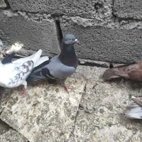 کفتر