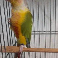 نر گرینچیک بالغ
