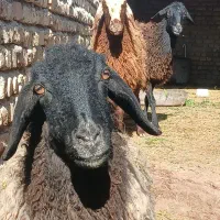 سع راس شیشک دوتا سیاه سام یک راس شال ب همراه سه بز|حیوانات مزرعه|جوادآباد, |دیوار