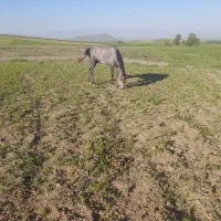 اسب|اسب و تجهیزات اسبسواری|قره پشتلو, |دیوار