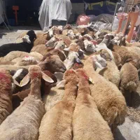 گوسفندنرخ روز نرینه ماده کشتار روزانه بدون تعطیلی
