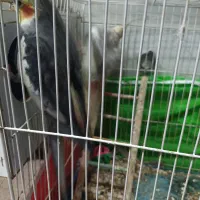 عروس هلندی