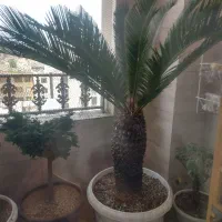 نخل سیکاس و درخت بنجامین