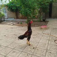 خروس