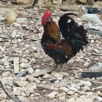 خروس محلی