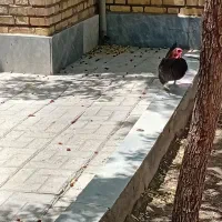 یک عدد مرغ تخم دار مشکی