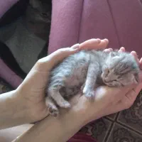 واگذاری گربه نژاد دار دو ماهه