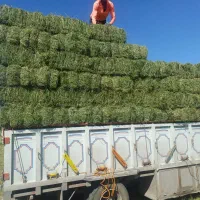 یونجه علوفه دام