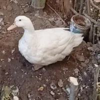 اردک سالم تخم گذار