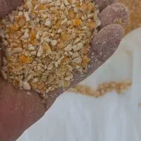 ذرت شکسته و گلوتن پودری ذرت غنی شده و کنجاله ذرت
