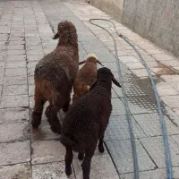 دو تا بره ماده یک نر